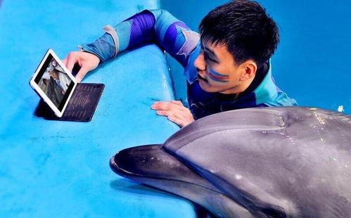 小海豚视频,探秘海洋生物的奇妙世界