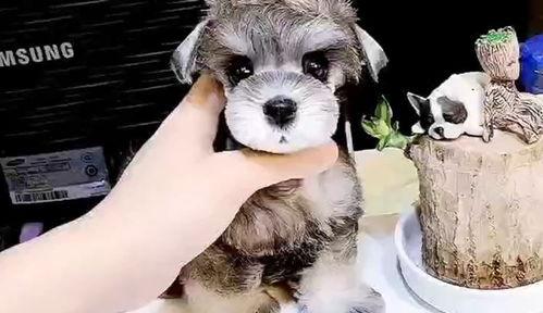 漂亮狗狗视频,惊艳亮相的漂亮狗狗视频集锦