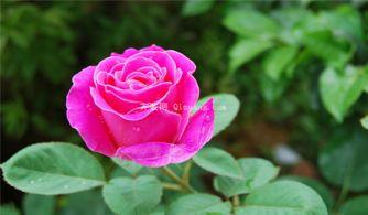 月季花的养殖方法视频,视频教程详解