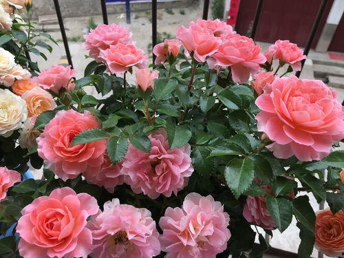 月季花的养殖方法视频,视频教程详解