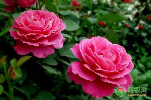 月季花的养殖方法视频,视频教程详解