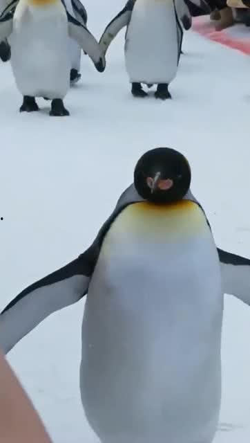企鹅怎么走路的视频,揭秘企鹅的独特行走方式