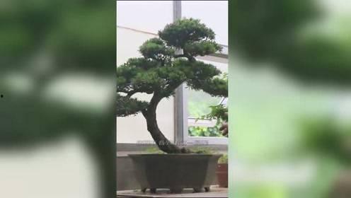 老楼盆景视频,穿越时光的绿意盎然